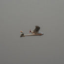 Mini Surfer X8 800mm Wingspan EPP RC Airplane Glider KIT