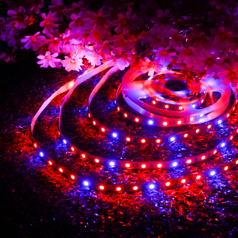 DC12V 5M Non-waterproof SMD5050 R:B 3:1 Grow LED Strip Light + 5A Power Adapter + Female Connector